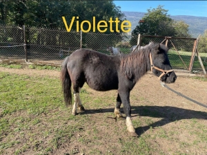 Violette B